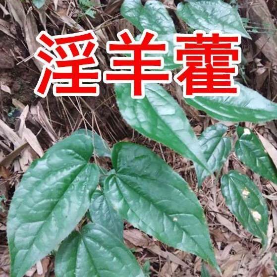 淫羊藿特级神农架中药材产地直发纯天然三枝九叶草泡酒煮水淫羊藿
