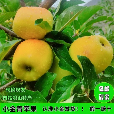 原生态有机苹果小金苹果脆甜新鲜