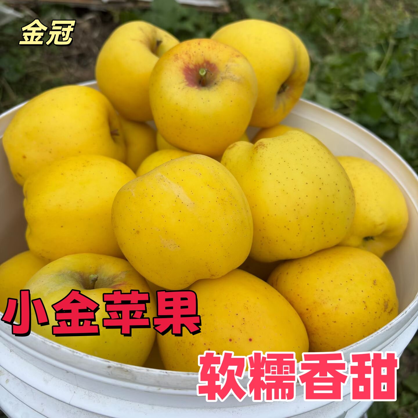 四川省阿坝小金苹果金冠川西高原新鲜当季粉面沙香甜不是现摘不脆,水产肉类/新鲜蔬果/熟食,苹果,淘宝优惠券,粉丝福利购,淘宝优惠卷