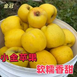 四川省阿坝小金苹果金冠川西高原新鲜当季粉面沙香甜不是现摘不脆