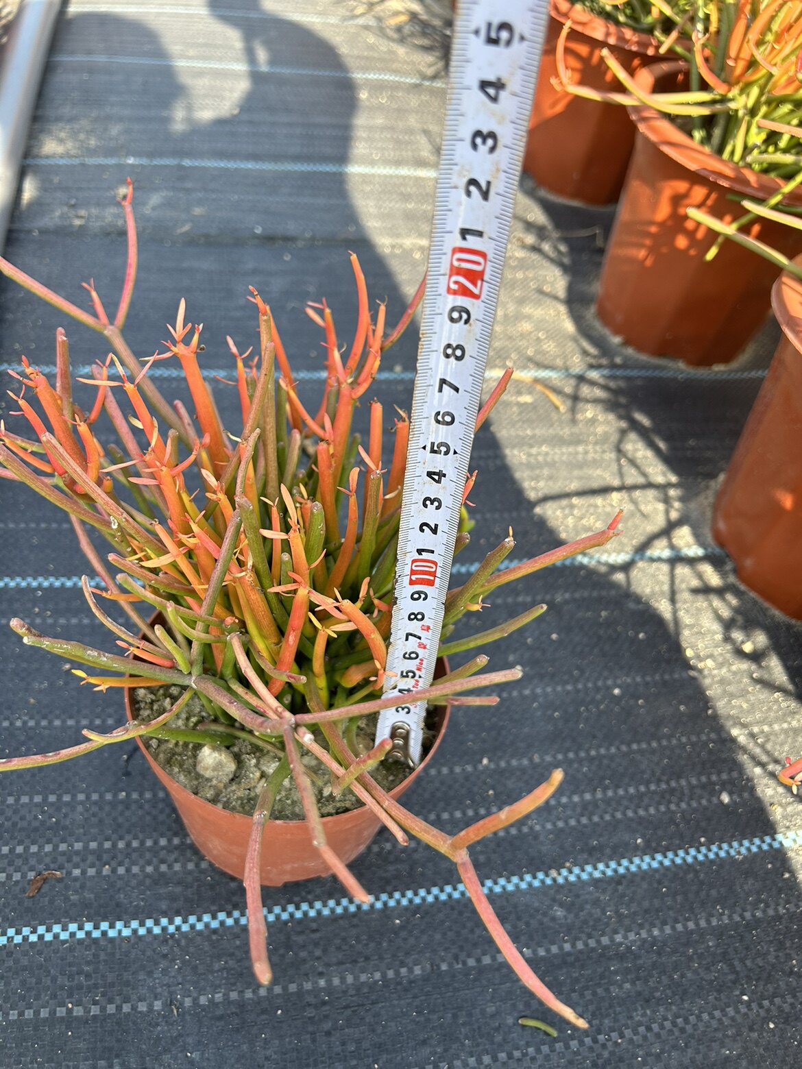 网红款沙生植物红珊瑚