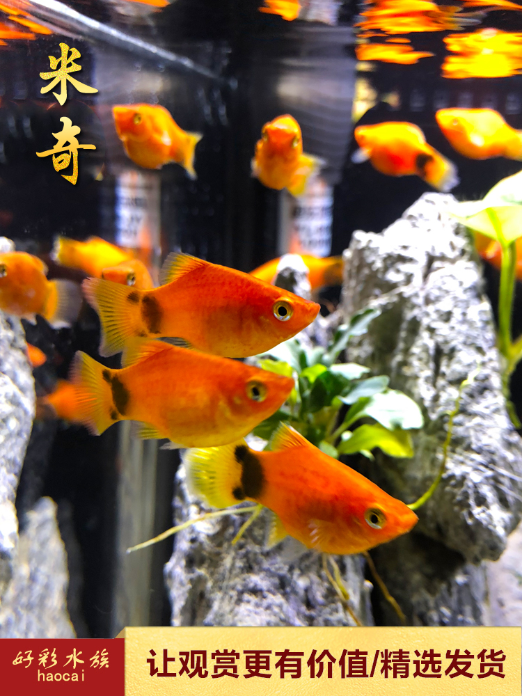 [好彩水族]米奇鱼活体新手闯缸观赏水草鱼缸小型热带淡水鱼宠物鱼在类目 宠物/宠物食品及用品, 水族世界, 鱼中 - 来自Buy2taobao.com提供专业的淘宝代购服务
