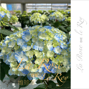 绣球 球晴天 日本2022新品 维珍家 Lovely day