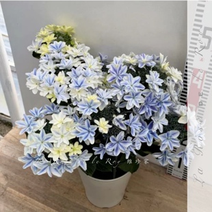 闪闪 Sparkling  2026日本新品绣球花苗 维珍家 超新品