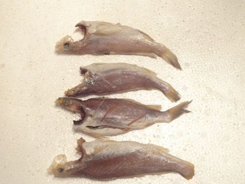 温州特产小黄鱼干微咸好吃