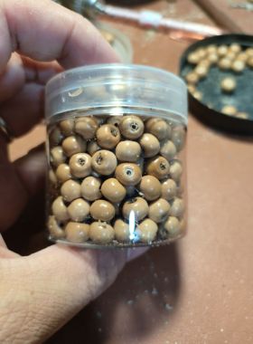 精选草珠子7.5-8.25毫米散珠 草菩提 薏苡珠