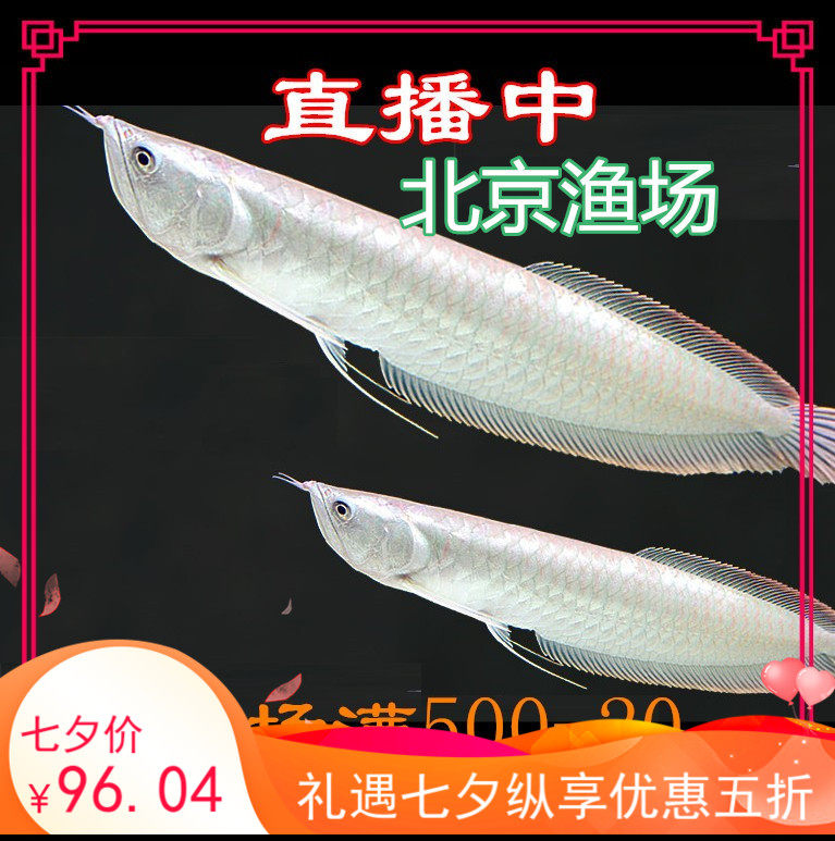 银龙鱼热带鱼淡水好养包邮