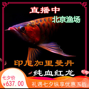 红龙鱼活体印尼超血辣椒鱼苗风水淡水北京纯血 饲料进口精品 包邮
