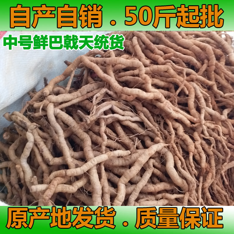 新鲜巴戟天鸡肠风鲜巴戟 郁南主产地50斤起批中号统货巴戟天
