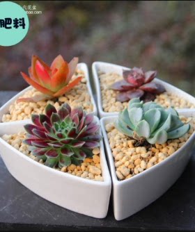 多肉组合陶瓷花盆便宜白色创意个性清仓处理心形大号长条型长方形