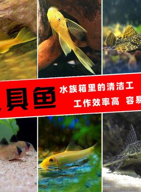 清道夫活体热带工具鱼除藻清洁小精灵白鼠鱼小型垃圾鱼观赏鱼包邮