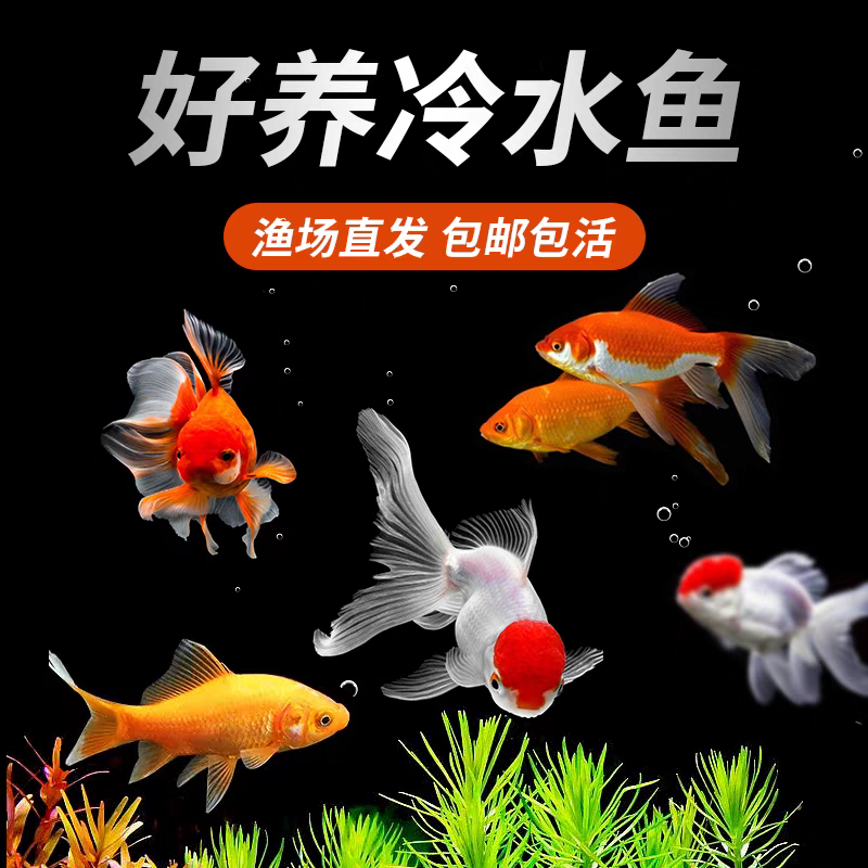 冷水观赏鱼耐活好养小型金鱼活鱼