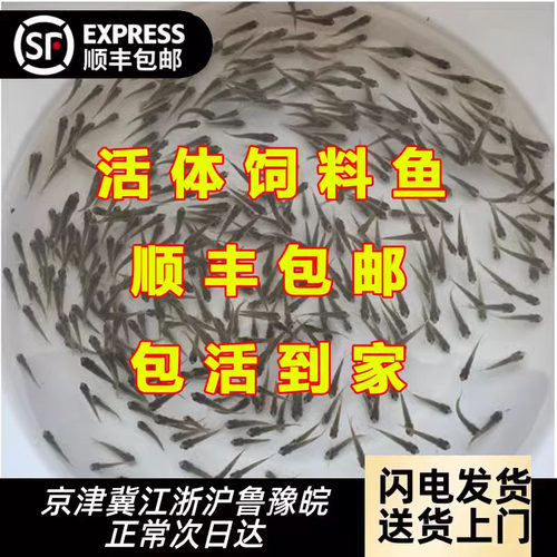 喂乌龟的小鱼苗淡水草鱼麦穗鱼练手鱼饲料鱼龙鱼饲料活体鱼闯缸鱼