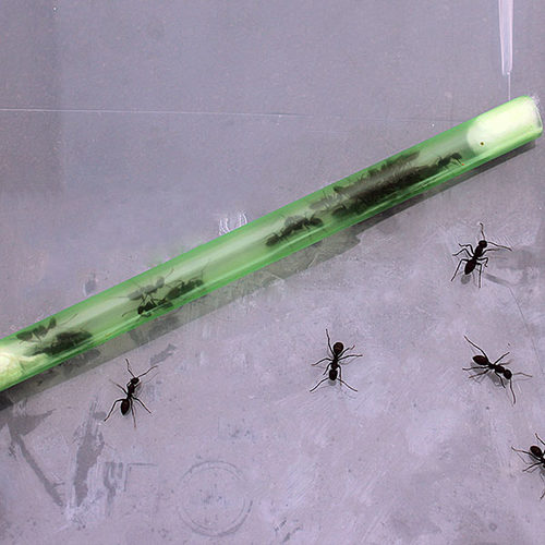 有趣生物 日本弓背 蚂蚁家园专用 活泼可爱 1份20只