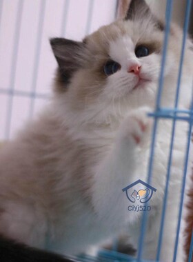 CFA猫舍繁育布偶幼猫 活体纯种海豹双色弟弟 3月龄