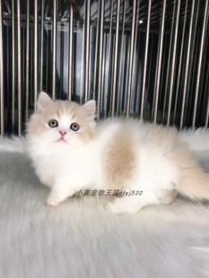 纯血拿破仑弟弟 CFA注册猫舍 长毛矮脚弟弟2个月