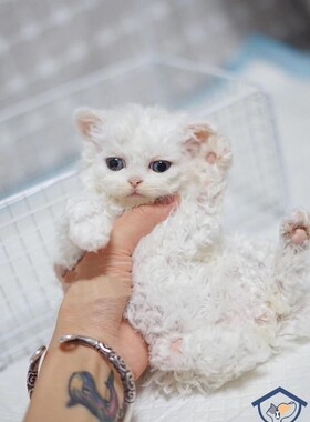 深圳Cfa猫舍繁育 纯血纯合子赛尔凯克卷毛猫弟弟妹妹父母海归预定