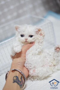 深圳cfa猫舍繁育纯血赛尔凯克