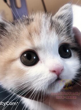 深圳注册Cfa猫舍繁育 英短三花妹妹 幼猫 2月龄