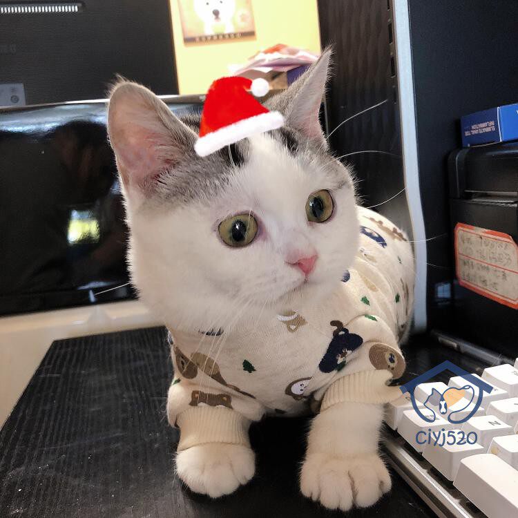 深圳本地cfa注册猫舍繁育 美短起司 银虎斑加白弟弟 4月龄