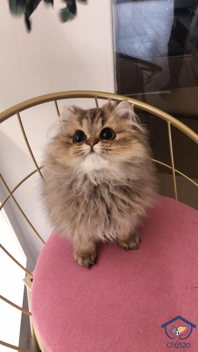 CFA 猫舍繁育 赛级稀有色金色金吉拉妹妹 4月龄