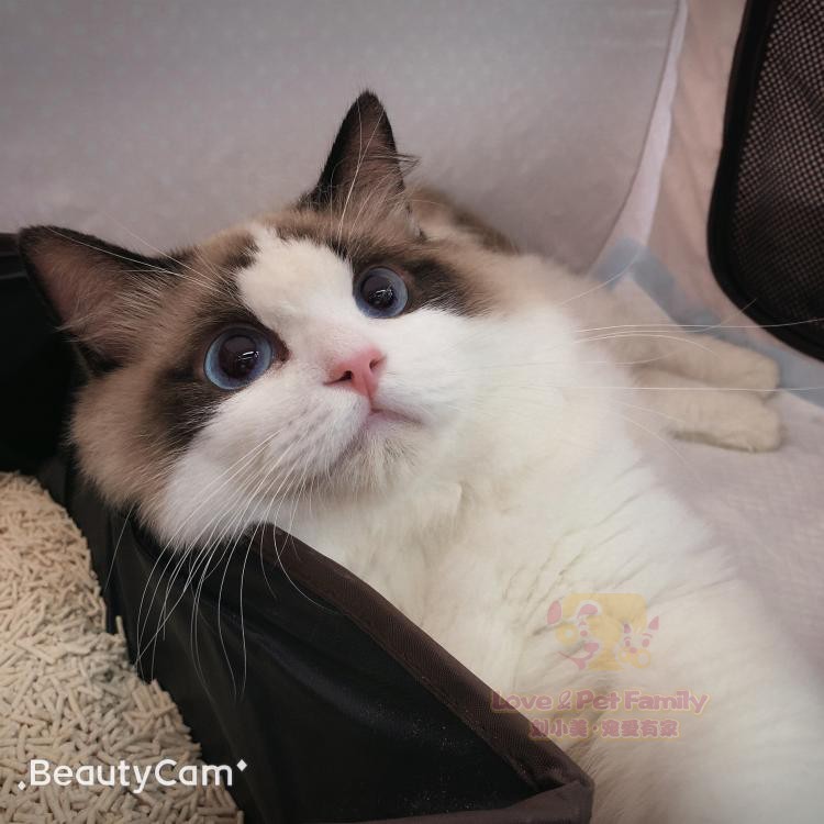 cfa 猫舍繁育 赛级布偶猫 活体海豹双色小浣熊布偶种