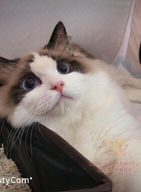 CFA 猫舍繁育 赛级布偶猫 活体海豹双色小浣熊布偶种公借配