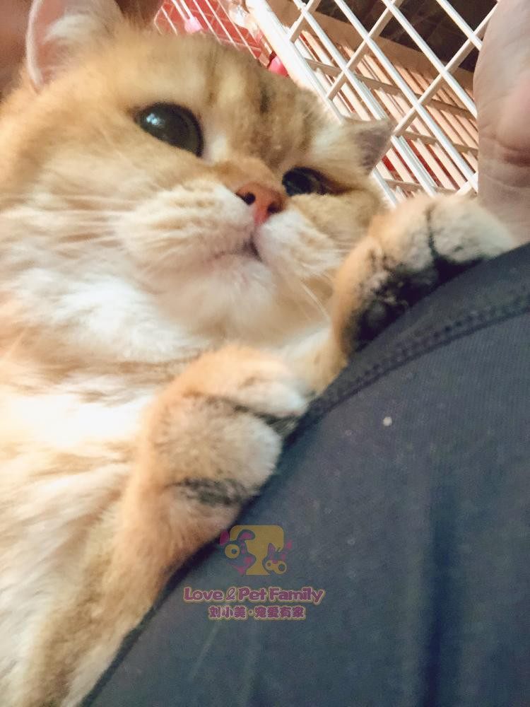 包子脸深圳大眼睛英国短毛猫
