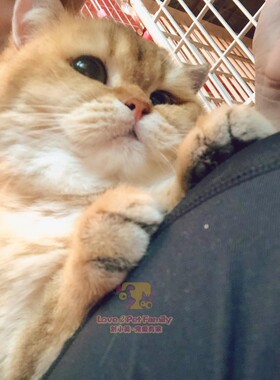 深圳本地CFA注册猫舍 英国短毛猫 大眼睛包子脸金渐层妹妹成年