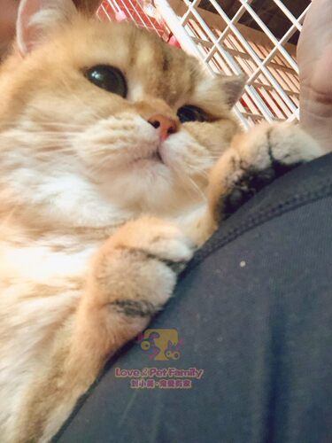 包子脸深圳大眼睛英国短毛猫