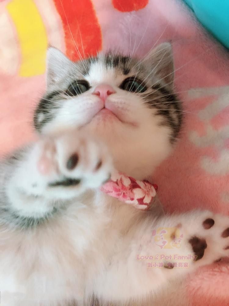 cfa银虎斑妹妹绿眼2月美国短毛猫