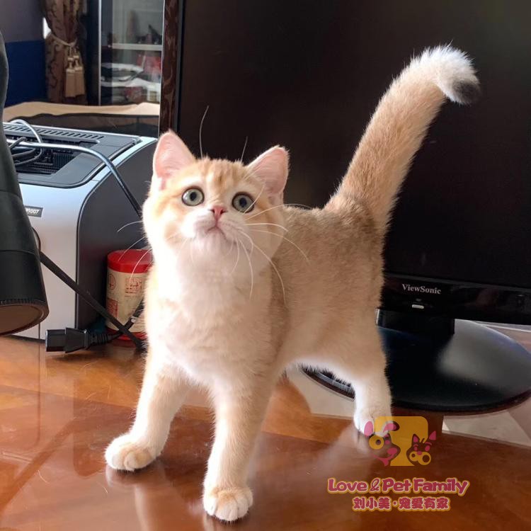 wcf猫舍 赛级双血统大眼睛包子脸英短金渐层妹妹幼猫12色