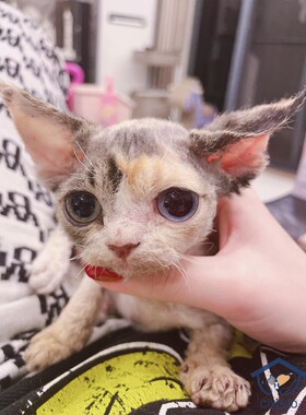 深圳注册Cfa猫舍 国外引进血线 短脸鸳鸯眼三花德文卷毛妹妹