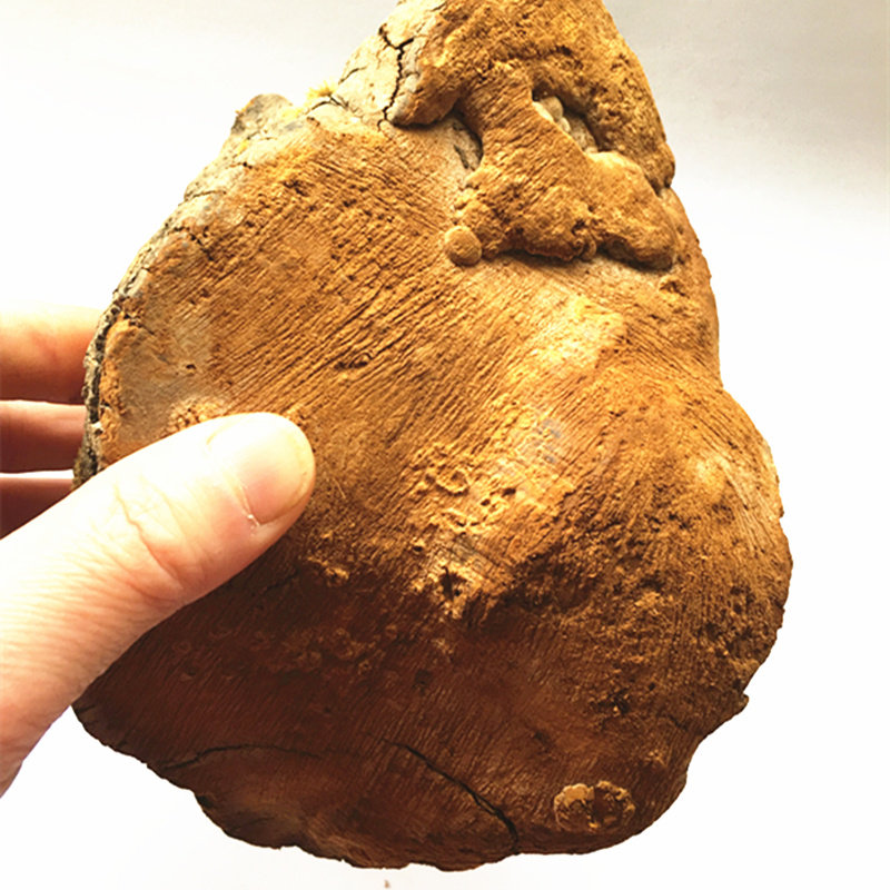 靈芝正品西藏桑黃靈芝整朵可磨靈芝粉切靈芝片500g150元包郵在類目 傳統滋補營養品, 靈芝, 整枝靈芝中 - 來自Buy2taobao.com提供專業的淘寶代購服務