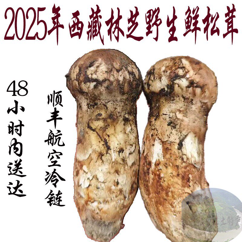 西藏直发1公斤包邮 均不开伞 西藏林芝鲜松茸 松茸  新鲜松茸