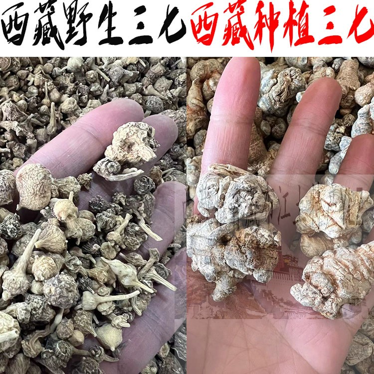 250克 西藏林芝纯野生三七  藏三七 西藏仅林芝的原始产 纽扣三七 传统滋补营养品 三七 原图主图