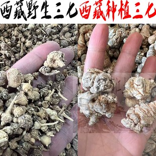 西藏林芝纯野生三七 西藏仅林芝 藏三七 250克 原始产 纽扣三七