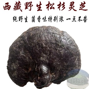西藏直发 西藏林芝产野生松杉灵芝 500克 老松杉灵芝 松杉灵芝