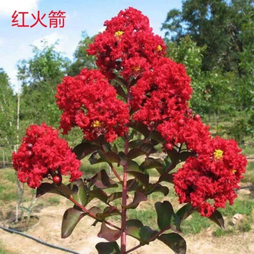 紫薇花百日红 红火箭 天鹅绒紫薇 庭院植物