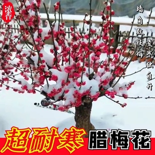 原生红梅花盆栽盆景 古里红 朱砂梅 绿梅耐寒植物