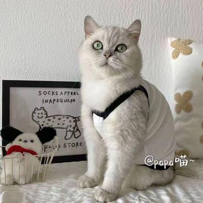 秋冬帅气可爱图案洋气吊带打底泰迪比熊小型犬吊带衫猫咪狗狗衣服