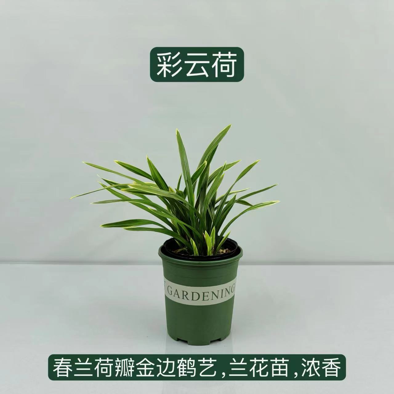 《彩云荷》春兰荷瓣金边鹤艺天气越冷花色越鲜艳花期越久包邮发货