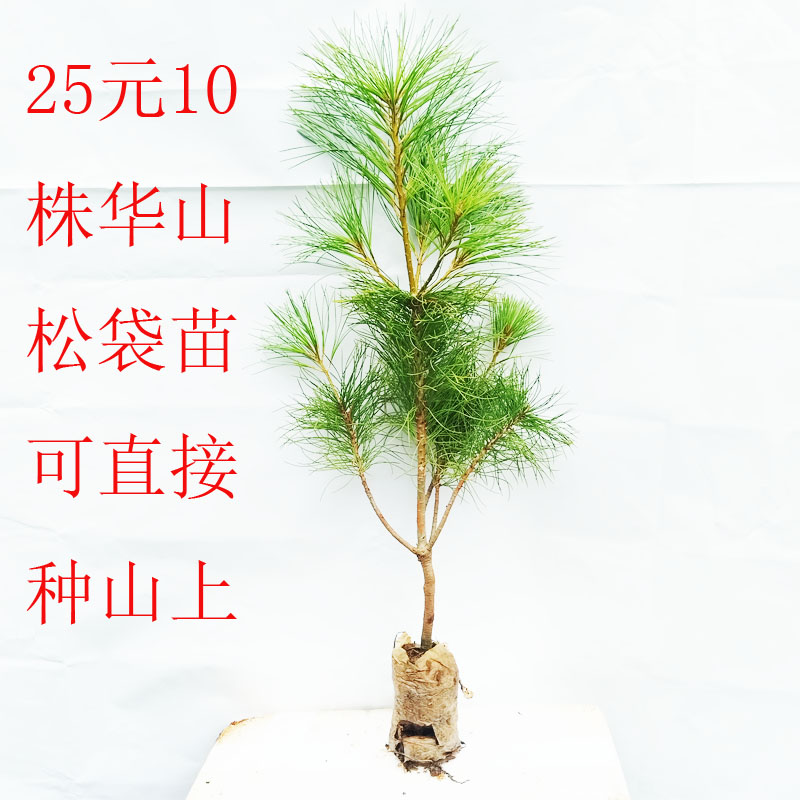 华山松树苗/白松/五须松/果松/磕松/五叶松/樟子松/包邮 - 实物图