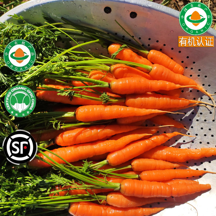 云南有机胡萝卜3斤新鲜现挖带泥蔬菜水果生吃沙拉榨汁拇指红萝卜,水产肉类/新鲜蔬果/熟食,萝卜/胡萝卜,淘宝优惠券,粉丝福利购,淘宝优惠卷