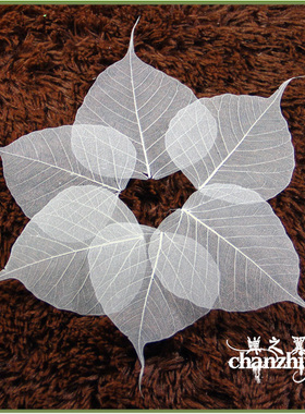 天然菩提叶脉书签干花材料包贺卡辅料押花拍摄道具树叶子标本茶漏