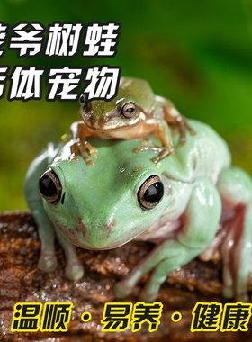 蓝姥爷攀爬树蛙活体爬宠旅行青蛙绿姥爷树蛙牛奶蛙爬虫两栖宠物蛙