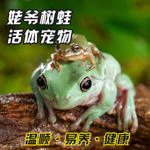 蓝姥爷攀爬树蛙活体爬宠旅行青蛙绿姥爷树蛙牛奶蛙爬虫两栖宠物蛙