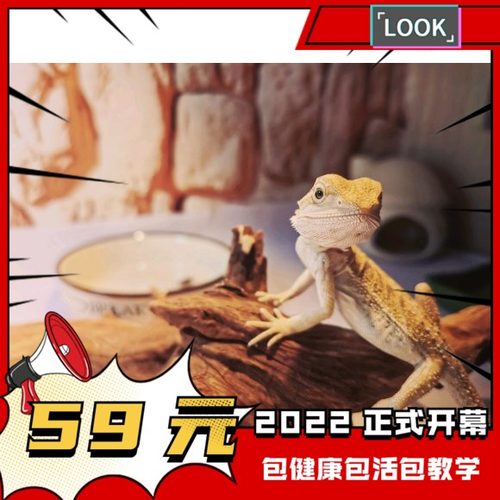 鬃狮蜥幼体入门爬虫温顺不咬人