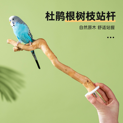 守宫哥哥站棍鹦鹉天然杜鹃根木头