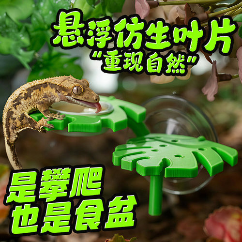 睫角磁吸悬挂果泥水盆树蛙躲避